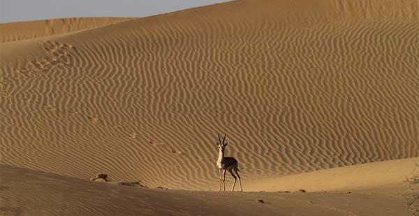 Desert National Park