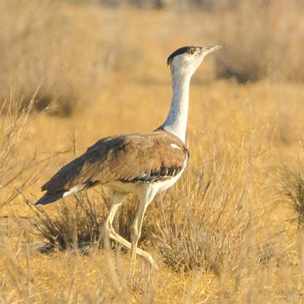 Desert National park
